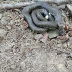 phoca_thumb_m_vychzky 6 Fotogalerie